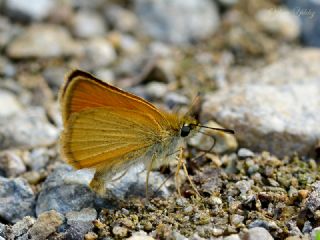 Siyah Antenli Zpzp (Thymelicus lineolus)