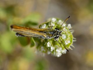 Siyah Antenli Zpzp (Thymelicus lineolus)