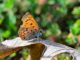 Osmanl Atei (Lycaena ottomanus)