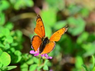 Osmanl Atei (Lycaena ottomanus)