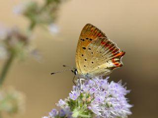 Osmanl Atei (Lycaena ottomanus)