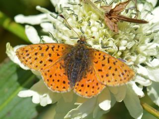 Kafkas Meneke Kelebei (Boloria caucasica)