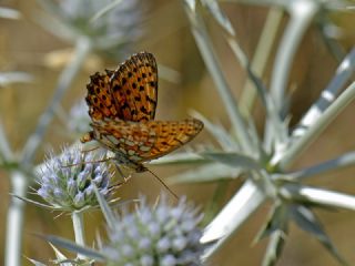 ift Noktal Brentis (Brenthis hecate)