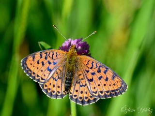 ift Noktal Brentis (Brenthis hecate)