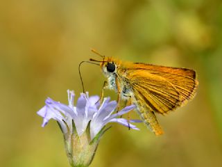 Sar Lekeli Zpzp (Thymelicus acteon)