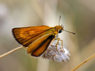 Sar Lekeli Zpzp (Thymelicus acteon)