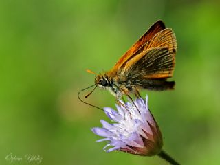 Sar Lekeli Zpzp (Thymelicus acteon)