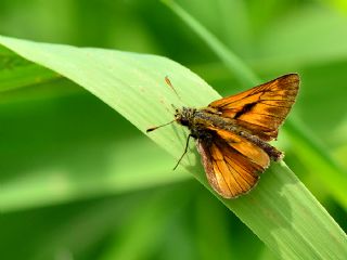 Orman Zpzp (Ochlodes sylvanus)