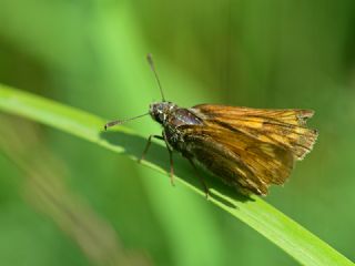 Orman Zpzp (Ochlodes sylvanus)