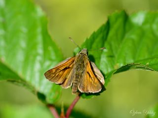 Orman Zpzp (Ochlodes sylvanus)