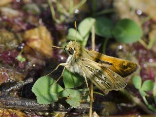 Gm Benekli Zpzp (Hesperia comma)