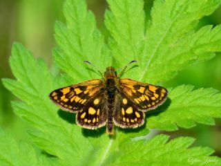 Sar Benekli Zpzp (Carterocephalus palaemon)