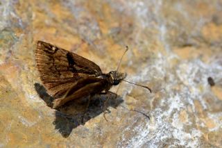 Kara Zpzp (Erynnis marloyi)