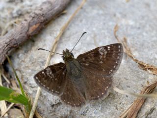 Pasl Zpzp (Erynnis tages)