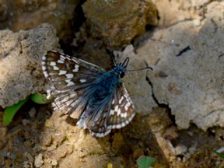 Gzel Zpzp (Pyrgus cinarae)