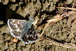 Gzel Zpzp (Pyrgus cinarae)