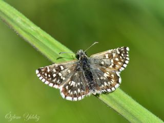 Ege Zpzp (Pyrgus melotis)