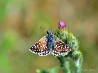 Kzl Zpzp (Spialia orbifer)