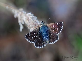 Kzl Zpzp (Spialia orbifer)