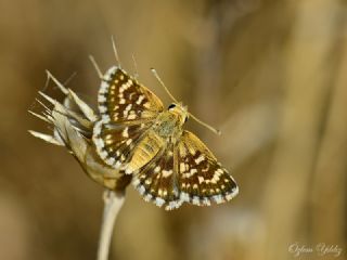 K�z�l Z�pz�p&nbsp;(Spialia&nbsp;orbifer)