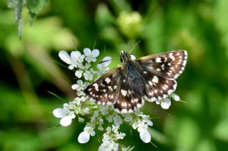 Kzl Zpzp (Spialia orbifer)