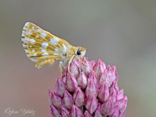 Kzl Zpzp (Spialia orbifer)