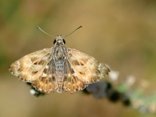 Hatmi Zpzp (Carcharodus alceae)