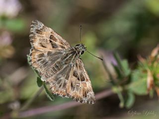 Hatmi Z�pz�p�&nbsp;(Carcharodus&nbsp;alceae)