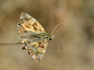 Hatmi Zpzp (Carcharodus alceae)