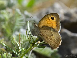 Do�u �ay�r Esmeri&nbsp;(Maniola&nbsp;telmessia)