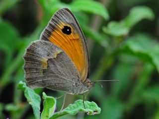 Do�u �ay�r Esmeri&nbsp;(Maniola&nbsp;telmessia)