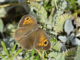 Do�u �ay�r Esmeri&nbsp;(Maniola&nbsp;telmessia)