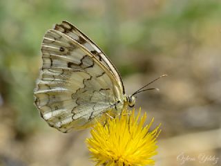 ��l Melikesi&nbsp;(Melanargia&nbsp;grumi)