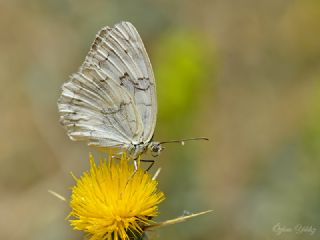 ��l Melikesi&nbsp;(Melanargia&nbsp;grumi)