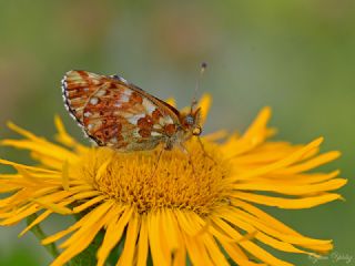 Kafkas Meneke Kelebei (Boloria caucasica)
