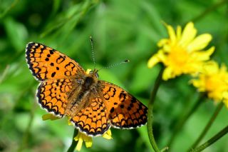 Hatayl parhan (Melitaea collina)