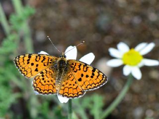 Hatayl parhan (Melitaea collina)