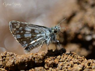 spanyol Zpzp (Pyrgus armoricanus)