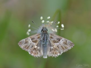 ark Zpzp (Carcharodus orientalis)