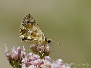 spanyol Zpzp (Pyrgus armoricanus)