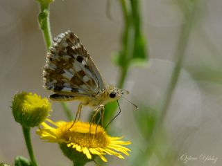 spanyol Zpzp (Pyrgus armoricanus)