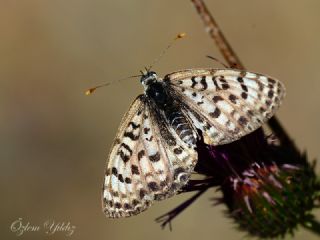 Kafkasyal parhan (Melitaea interrupta)