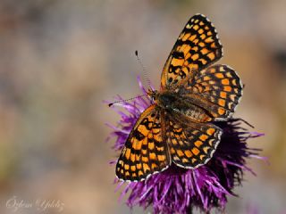 Cezayirli parhan (Melitaea ornata)