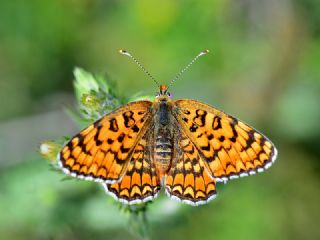 Cezayirli parhan (Melitaea ornata)