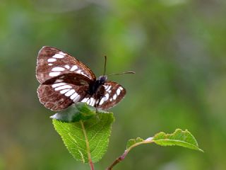 Szlen Karakz (Neptis rivularis)