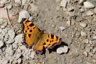 Karaaa Nimfalisi (Inachis polychloros)