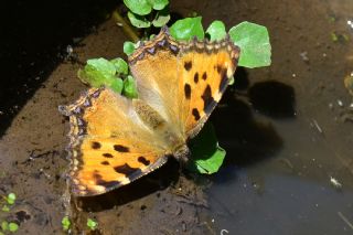Karaaa Nimfalisi (Inachis polychloros)