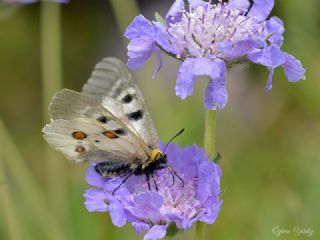 Kafkas Apollosu (Parnassius nordmanni )