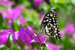 Nusaybin Gzeli (Papilio demoleus)