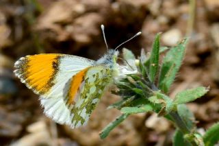 Step Ssls (Anthocharis gruneri)